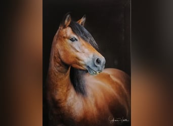 Dartmoor, Jument, 12 Ans, 124 cm, Bai