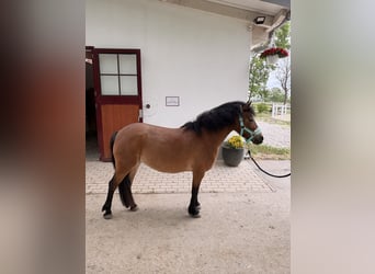 Dartmoor, Jument, 15 Ans, 126 cm, Bai