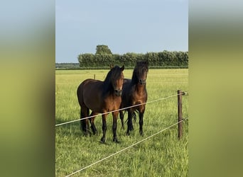 Dartmoor, Jument, 16 Ans, 125 cm, Bai