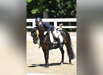 Dartmoor, Jument, 17 Ans, 125 cm, Noir