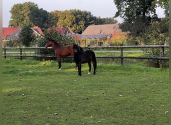 Dartmoor, Jument, 1 Année, 125 cm, Bai brun foncé