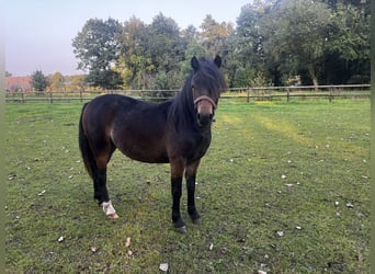 Dartmoor, Jument, 2 Ans, 125 cm, Bai brun foncé