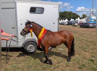 Dartmoor, Jument, 3 Ans, 124 cm