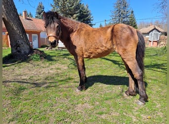 Dartmoor, Jument, 6 Ans, 125 cm, Bai