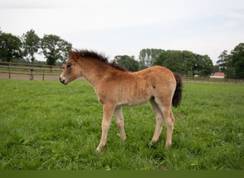 Dartmoor, Jument, Poulain (04/2024), 127 cm, Bai