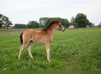 Dartmoor, Jument, Poulain (04/2024), 127 cm, Bai