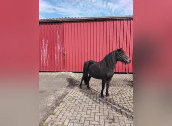 Dartmoor, Mare, 10 years, 12 hh, Bay-Dark