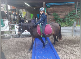 Dartmoor, Mare, 14 years, 12 hh, Bay-Dark