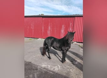 Dartmoor, Mare, 14 years, 12 hh, Black