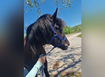 Dartmoor Mix, Mare, 15 years, 13.1 hh, Black