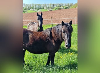 Dartmoor Mix, Mare, 15 years, 13.1 hh, Black