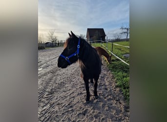 Dartmoor Mix, Mare, 15 years, 13.1 hh, Black