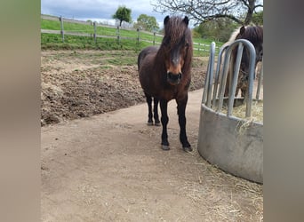 Dartmoor, Mare, 18 years, 12 hh, Brown