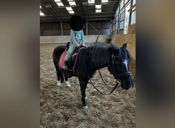 Dartmoor, Mare, 20 years, 12 hh, Black