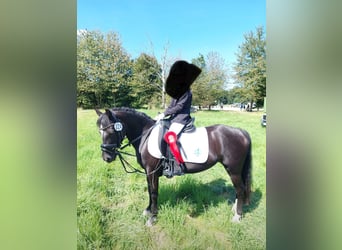 Dartmoor, Mare, 20 years, 12 hh, Black