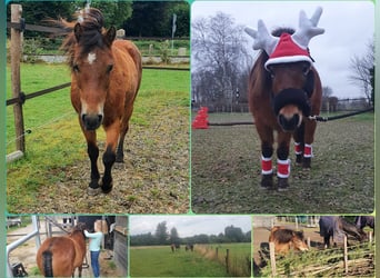 Dartmoor, Mare, 24 years, 11,1 hh, Brown