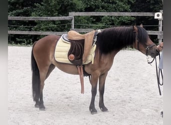 Dartmoor Mix, Mare, 3 years, 11,2 hh, Brown