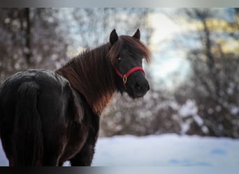 Dartmoor, Mare, 3 years, 12,1 hh, Smoky-Black