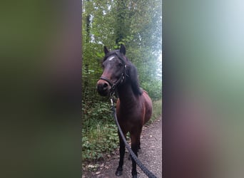 Dartmoor, Mare, 3 years, 12 hh, Brown