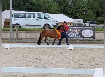 Dartmoor, Mare, 3 years, 12 hh