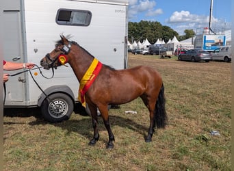 Dartmoor, Mare, 3 years, 12 hh