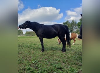 Dartmoor, Mare, 5 years, 11,1 hh, Smoky-Black