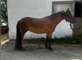 Dartmoor, Mare, 6 years, 12.1 hh, Brown