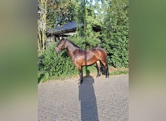 Dartmoor, Mare, 6 years, 12.2 hh