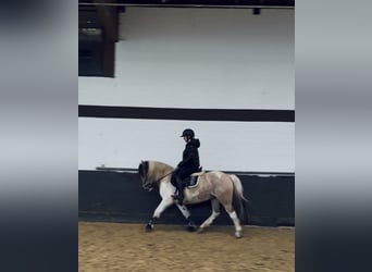 Dartmoor Mix, Mare, 6 years, 14,1 hh, Pinto