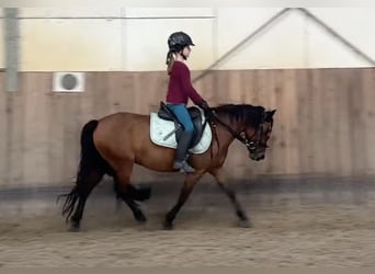 Dartmoor, Mare, 7 years, 12,1 hh, Brown