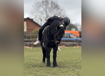 Dartmoor, Mare, 9 years, 11,2 hh, Brown