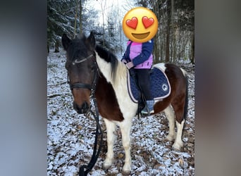 Dartmoor, Mare, 9 years, 12,1 hh, Pinto