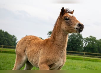 Dartmoor, Mare, Foal (04/2024), 12,1 hh, Brown