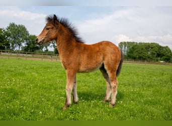 Dartmoor, Stute, Fohlen (04/2024), 12,1 hh, Schwarzbrauner