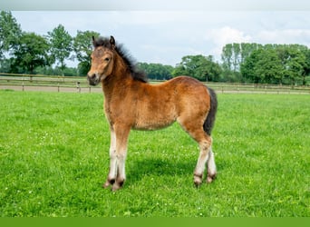 Dartmoor, Mare, Foal (04/2024), 12.1 hh, Smoky-Black