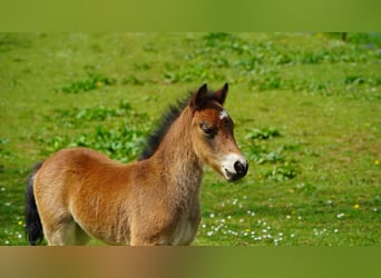 Dartmoor, Mare, Foal (03/2025), 12,1 hh, Brown
