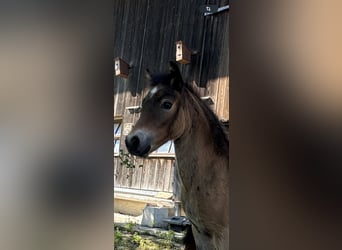 Dartmoor, Mare, Foal (06/2024), Bay-Dark