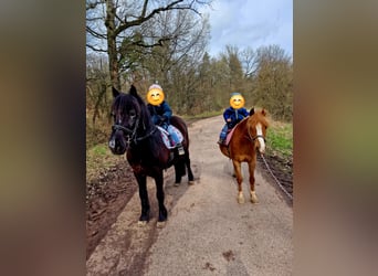 Dartmoor Mix, Merrie, 15 Jaar, 135 cm, Zwart