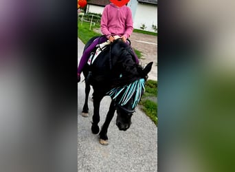 Dartmoor Mix, Merrie, 15 Jaar, 135 cm, Zwart