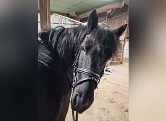 Dartmoor Mix, Merrie, 15 Jaar, 135 cm, Zwart