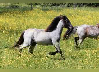 Dartmoor, Merrie, 1 Jaar, 120 cm, Roan-Blue