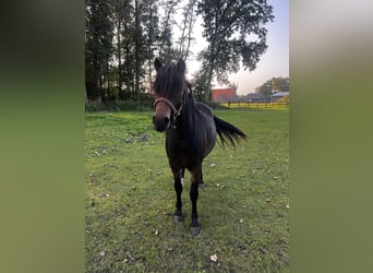 Dartmoor, Stute, 1 Jahr, 125 cm, Schwarzbrauner