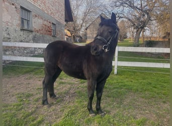 Dartmoor, Merrie, 5 Jaar, 113 cm, Zwart