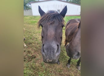 Dartmoor, Merrie, 5 Jaar, 125 cm, Bruin