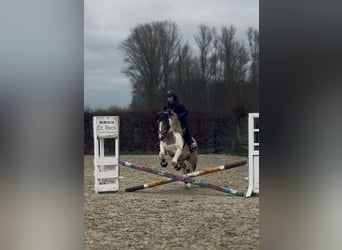 Dartmoor Mix, Merrie, 5 Jaar, 147 cm, Gevlekt-paard