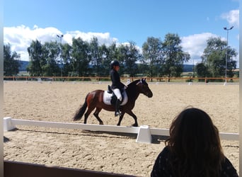 Dartmoor Mix, Merrie, 6 Jaar, 121 cm, Bruin