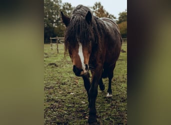 Dartmoor, Merrie, 9 Jaar, 118 cm, Bruin