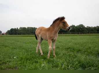 Dartmoor, Merrie, veulen (04/2024), 127 cm, Brauner