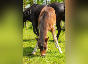 Dartmoor, Stute, Fohlen (03/2024), 127 cm, Schwarzbrauner