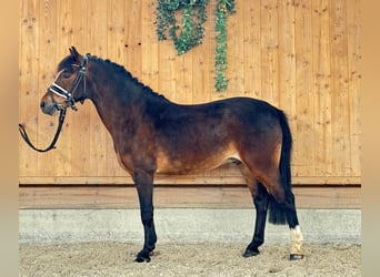 Dartmoor Pony, Castrone, 11 Anni, 128 cm, Baio scuro